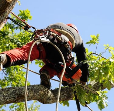 alt="Élagage d’arbres dangereux à Annecy"