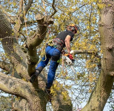alt="Taille et élagage d’arbres en Haute-Savoie"