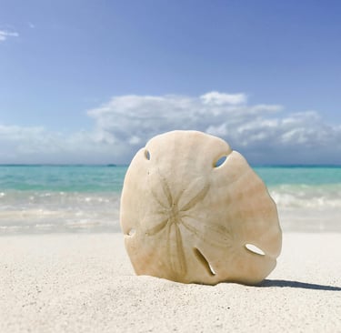 Sand dollar photo by Brandon James through Pexels.
