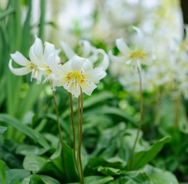 White fawn lily flowers blooming with yellow centers in a lush green spring garden.