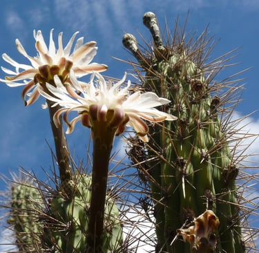 White desert flowers blooming on a tall saguaro cactus against a bright blue sky.