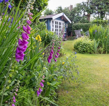 Pink foxgloves in a lush cottage garden with a green lawn leading to a blue wooden summerhouse.