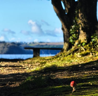A small red fly agaric mushroom grows on a mossy forest floor with a scenic lake view.