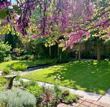 A sunny English garden with a lush green lawn, blooming purple Judas tree, and stone path.