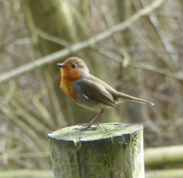 European robin bird with a bright orange breast perched on a mossy wooden fence post in a garden.