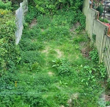 Over grown garden