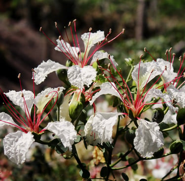 White orchid tree flowers with long red stamens and green buds in a sunny garden.
