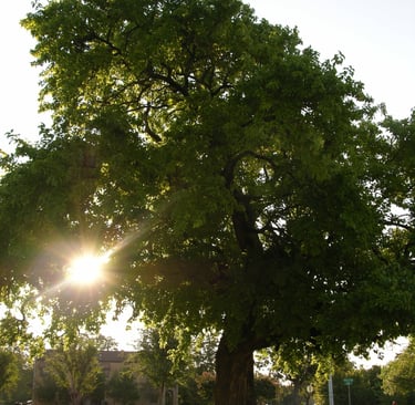 A large green tree in a park with bright sunlight and lens flare shining through the branches.