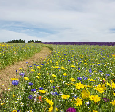 A scenic dirt path through a blooming wildflower field with yellow and blue flowers under a cloudy sky.