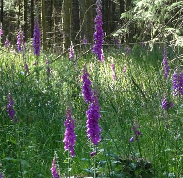Tall purple foxglove flowers blooming in a sunlit forest clearing with lush green grass.
