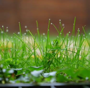 Close-up of vibrant green grass blades covered in sparkling morning dew drops.