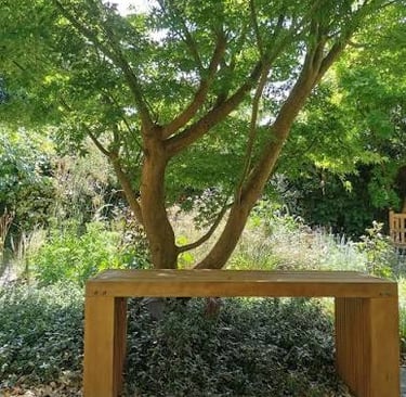 A wooden garden bench sits on a gravel path beneath the shade of a lush green Japanese maple tree.