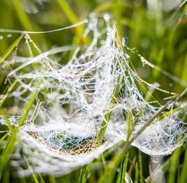 Dewdrops glistening on a delicate spider web woven between green grass blades in a morning field.