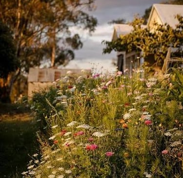 Wildflower garden with blooming pink and white flowers in front of a rustic farm cottage at sunset.