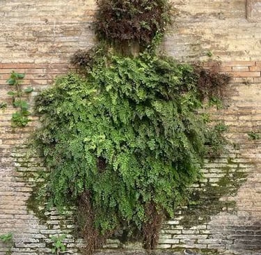 Lush green ferns and moss growing on a weathered ancient brick wall in an outdoor garden.