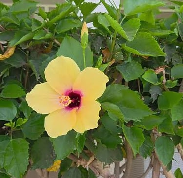 A vibrant yellow hibiscus flower blooming on a green leafy bush with a dark pink center.