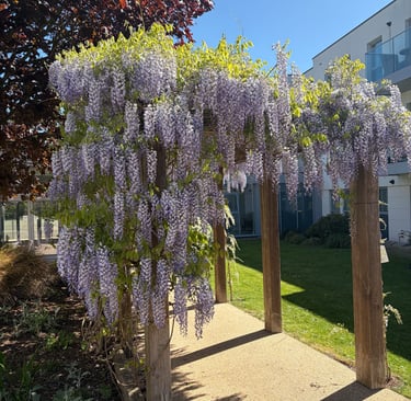 Purple wisteria flowers blooming over a wooden garden pergola on a sunny day.