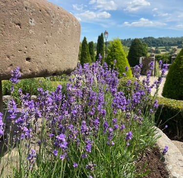 Purple lavender flowers blooming in a stone planter within a sunny English country garden.