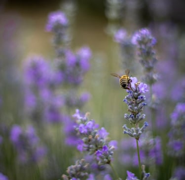 Honey bee pollinating a purple lavender flower in a blooming summer field.