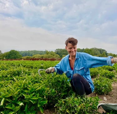 récolte persicaire indigo faucille femme champ plante tinctoriale