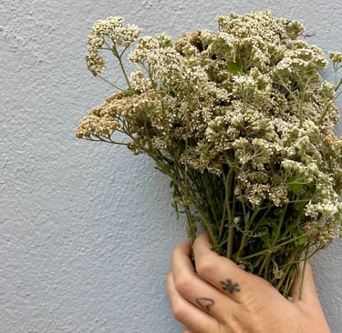 plantes naturelles teinture végétale nature couleurs plantes colorants