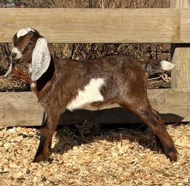 Brown goat with white ears stretching 