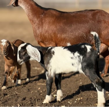 A Doe and her kids in the sun 