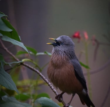 A nostalgic picture of a chetnut tailed starling singing vibrantly.