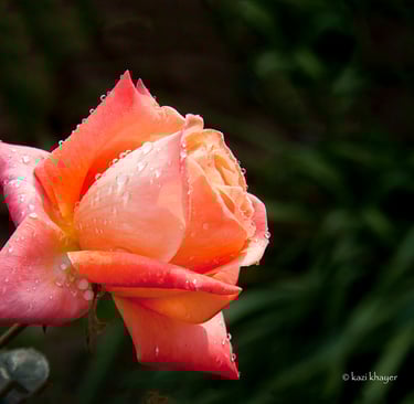 A vibrant picture of a rose with water drops all over its petals.