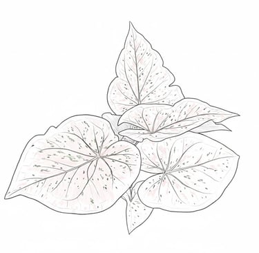 A sketch of a Thai caladium bicolor plant showing leaf pattern