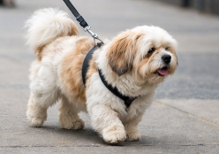 Small dog walking on a sidewalk