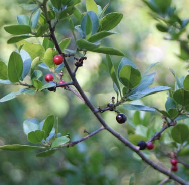 Nerprun alaterne (Royans-Vercors)