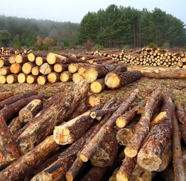 Stacked cypres timber logs in a forest clearing for wood industry and lumber production.