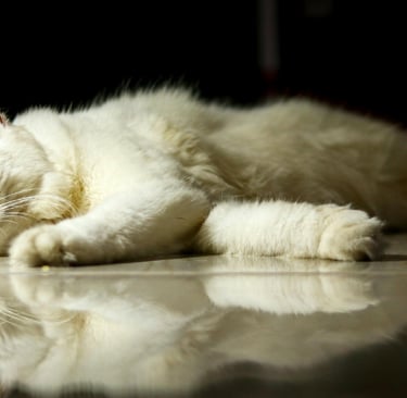 Por qué estás agotado aunque duermas 8 horas (y no es falta de descanso)