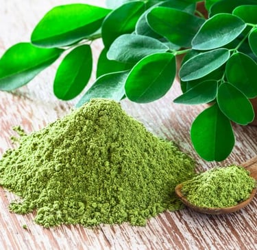 Poudre de moringa au Maroc, riche en fer et vitamines