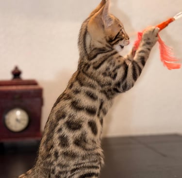 criadero gato bengali