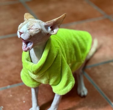 donde comprar gato sphynx