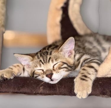 gato de bengala