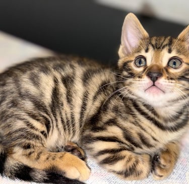 gato bengali charcoal