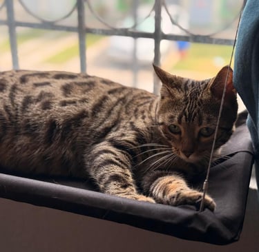 gato bengali en mexico