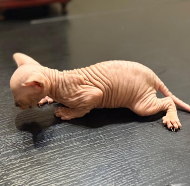 criadero gato esfinge