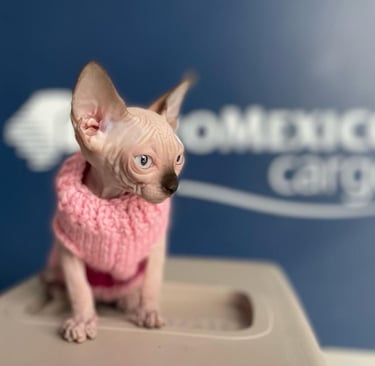 Impresionantes Fotos de Gatos de Raza Bengali y Raza Sphynx