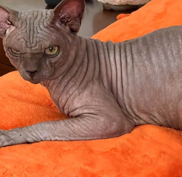 precio gato sphynx