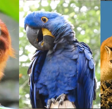 Brazilian Unique Fauna Mico and Arara