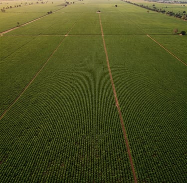 Soya Plantation Field In Brasil