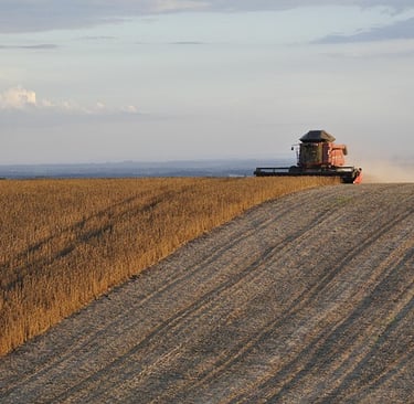 Soya Bean Harvest - Brazilian Gold