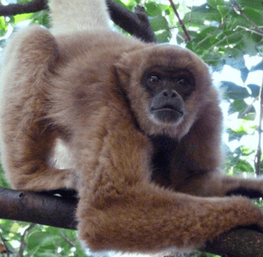 Muriqui Brazilian Monkey