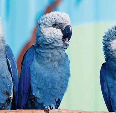 Brazilian Fauna Animals Ariranha Azul