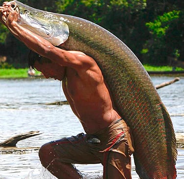 Man Catching Pirarucu in Amazon