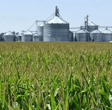 Biodiesel Industry in Brazil